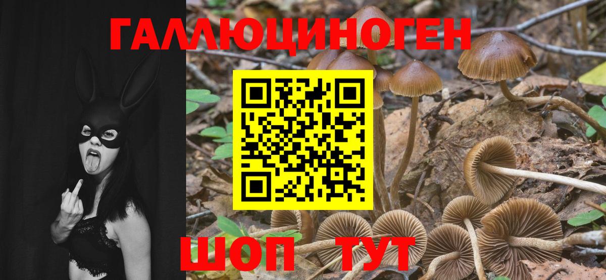 Таганрог  Псилоцибиновые грибы Psilocybe  Вход с VPN 